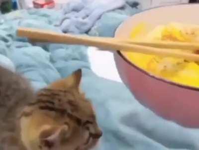 angry kitten after failed attempt to steal the food