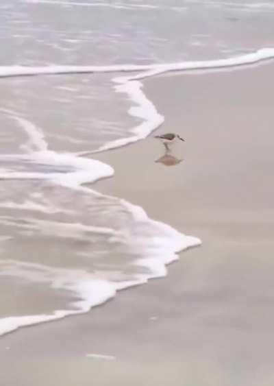 Bird being chased by the water