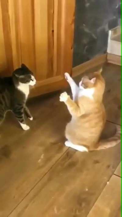 cats playing the statue game