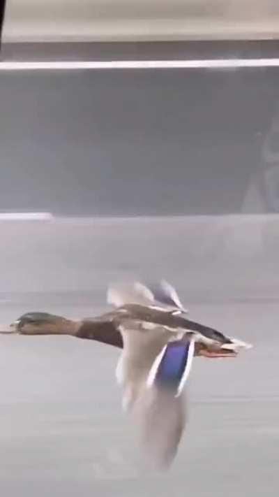 Fast Lane Duck