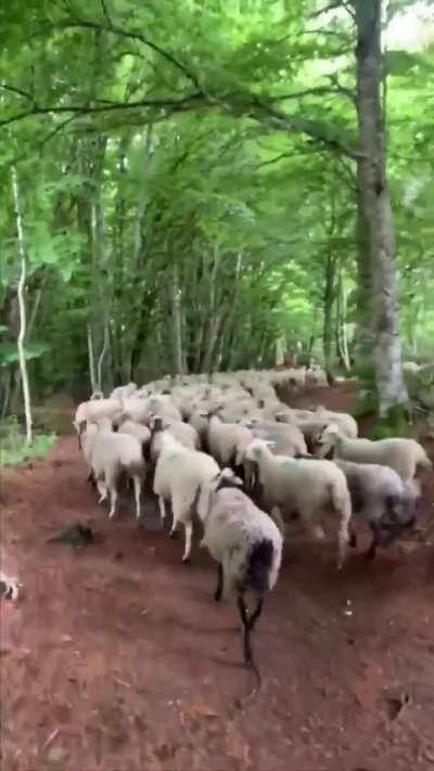 Flock of lost sheep trots behind confused runner as she accidentally becomes their leader 🐑