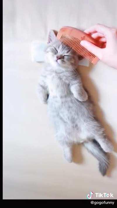 Having a bad day? This kitten will help! Credit goes to @gogofunny on TikTok.