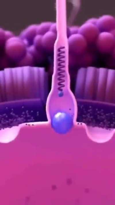 According to recent studies of Oxford university, Egg cells actually choose their sperm, the term &quot;fastest sperm&quot; has been debunked because even if you are the fastest sperm to reach the egg cells, it depends on the egg cell if it will accept the sperm.