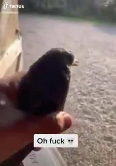 To release a bird