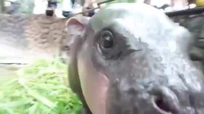 Meet Moo Deng (&quot;bouncy pork&quot;), viral baby pygmy hippo. Here she is mimicking her mother eat, she is too young to eat solid vegetation. 