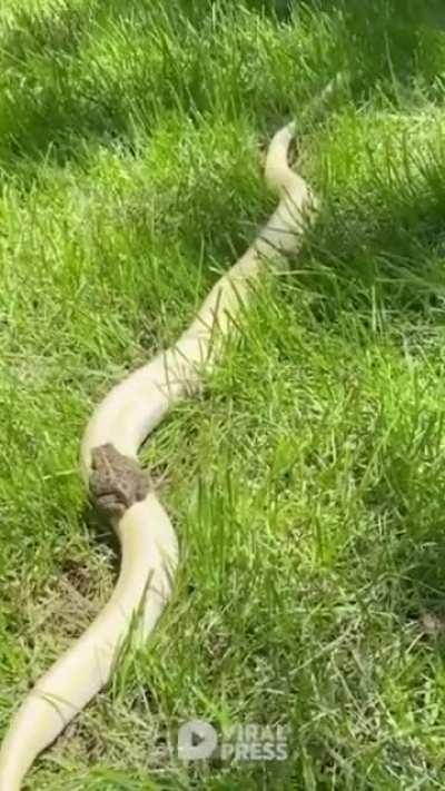 Frog hitches a ride on a snake