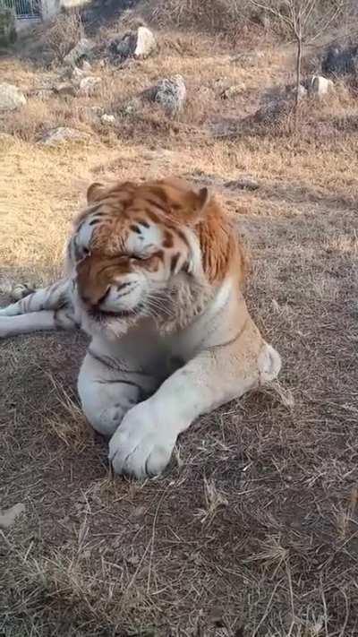 A sneezing tiger! Look at how angry it is at having to sneeze.