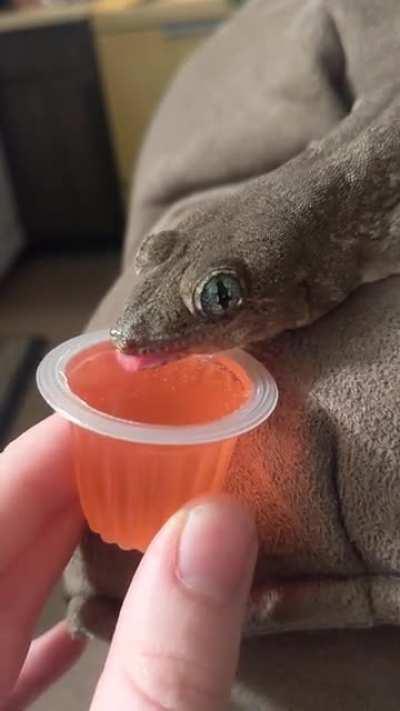 Happy gecko gets a jelly pot