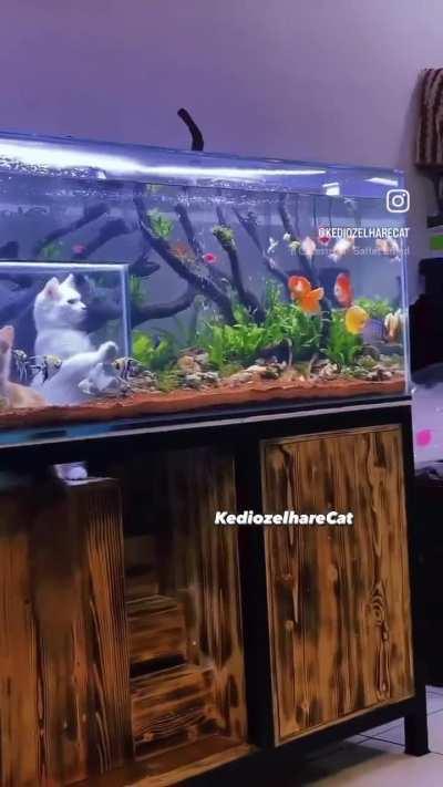 They built a partition in the aquarium for the cats to watch...