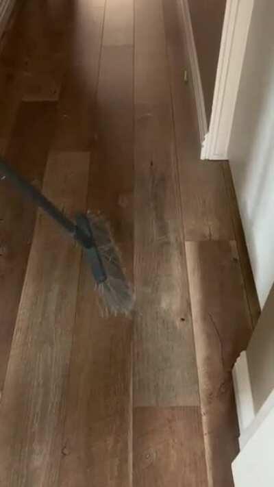 No door can stop Maggie the cat from catching the broom