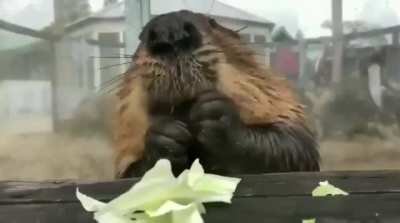 Beaver eating cabbage