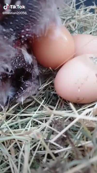 Chicken laying eggs