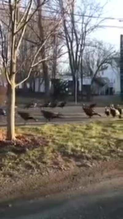 A boston man shoots a bizarre video of turkeys walking in a circle around a deceased cat.