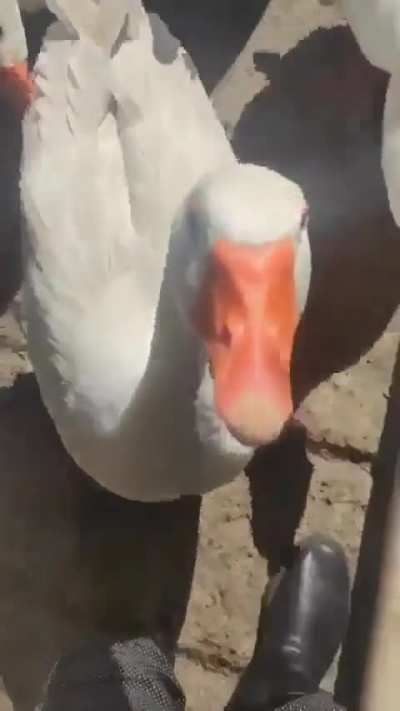 Don't mess with Gang Geese