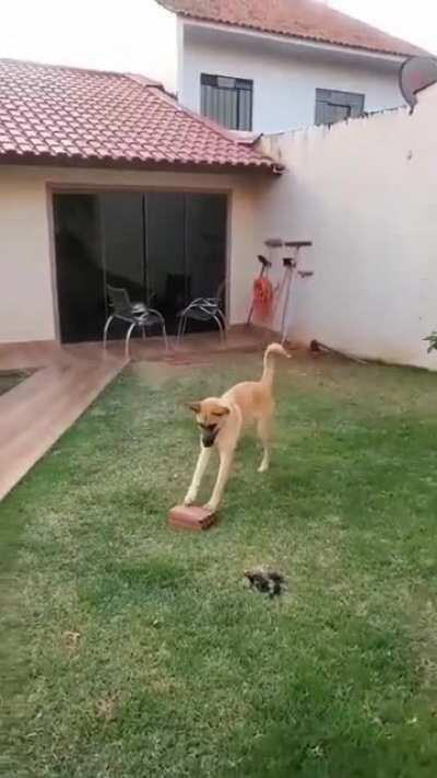 So Many toys around and he Finds Joy in a Brick!