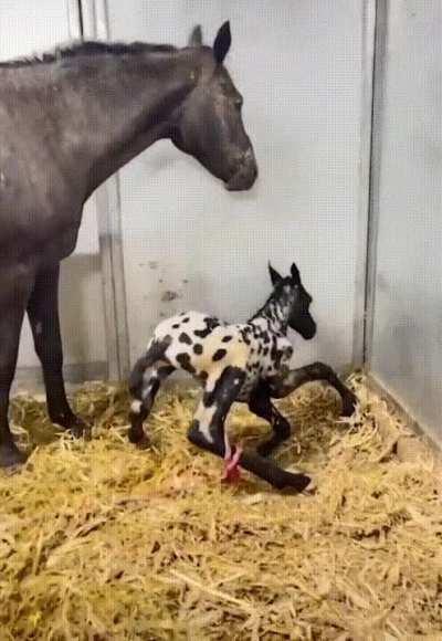 Baby horse trying to stand up for the first time ever after coming out