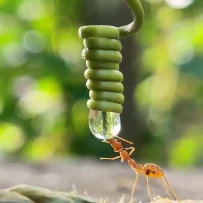 An ant drinking water from a droplet