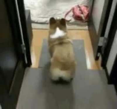 this corgi can shake her butt like she doesn't care.