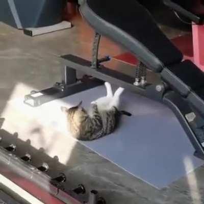 Cat staying in shape