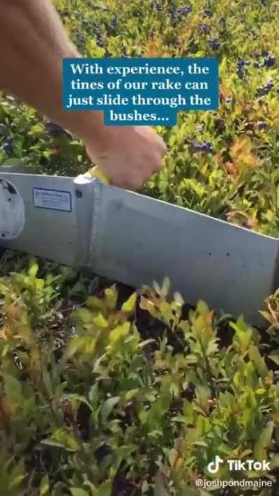 Rake for harvesting blueberries