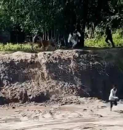 Rare footage of Tiger hunting Human.