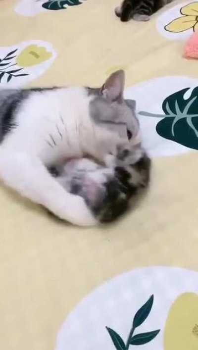 Cat mom hugs baby kitten having a nightmare.