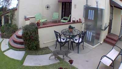 Found this on my Grandma’s security cam