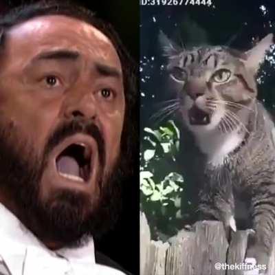 Pavarotti vs. Catarotti