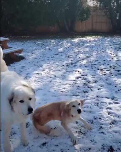 Ain't nothing gonna slow her down! My special needs dog Sarah, dancing to her own beat💕