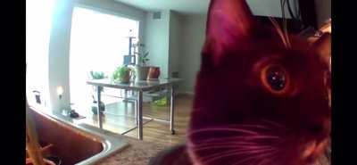 Kitten thinks owner is stuck in camera