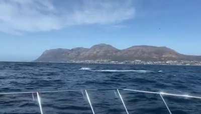 Orca filmed in False Bay