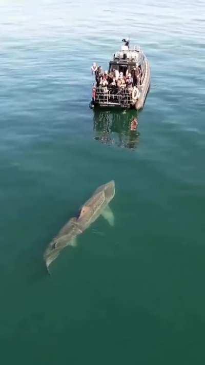 Massive shark swims by small boat packed with people