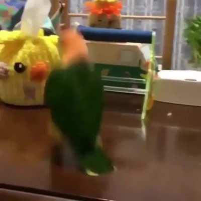 happy bouncy birdie