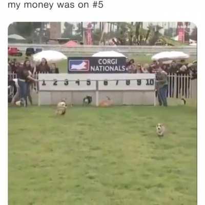 The only sport I would invest in.... Behold the corgi nationals