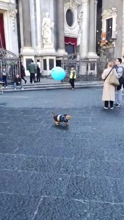 Doggo bumping around a balloon