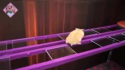 A hamster that has been unlucky