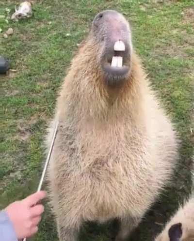 Capybaras love scratches