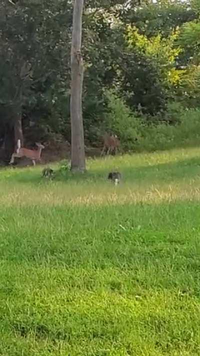 My 2 year old cat chasing 3 deer out of my backyard