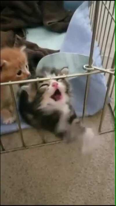 release me from this prison, hooman