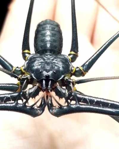 Here is the whip spider