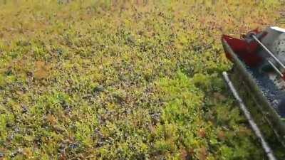 Blueberries being harvested. Back itches go brrrr