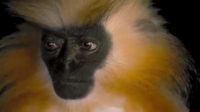 🔥 Very rare and highly secretive, not much is known about the endangered Gee’s golden langur. Unlike other species of langurs that appear unafraid of humans, researchers have said that this monkey works hard to avoid human interactions, making them extrem