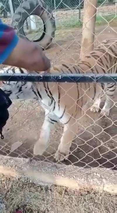 Guess He missed the &quot;do not stick your hand through the fence&quot; sign 