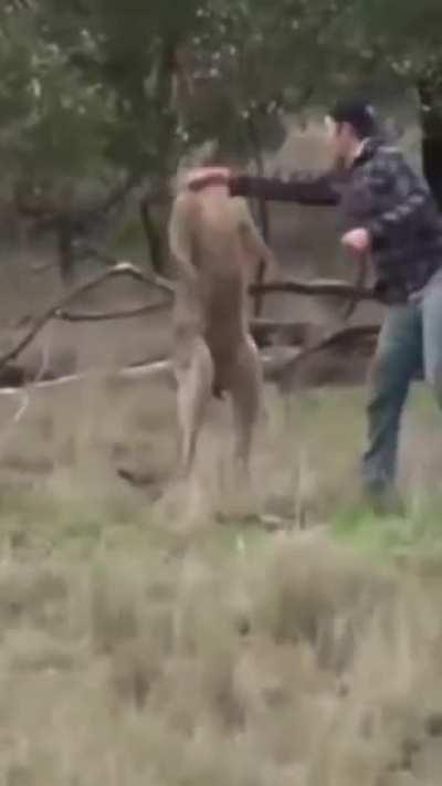 This guy rescued the dog from being literally killed by an aggressive kangaroo.