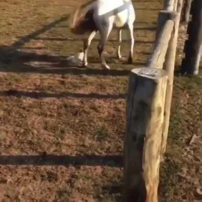 Chicken dodges horse stomps