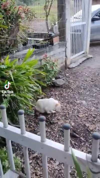 This short cat