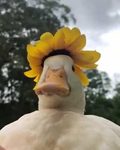 Dont know who needs this today, but here is a duck with a cool hat. Have a nice May!