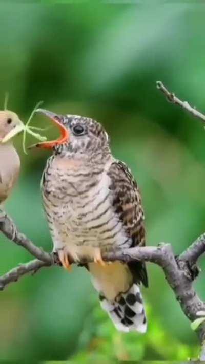 🔥 Brood Parasitism Phenomenon 🔥