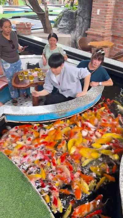 Koi fish Cafe in Vietnam where you can feed fish