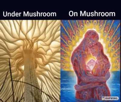 Mushrooms are weird